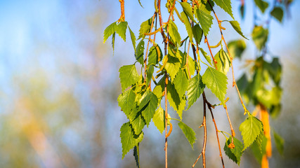 Birch branch with young fresh leaves on a background of sky on a sunny day