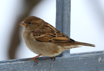 Sparrow on the fence in winter