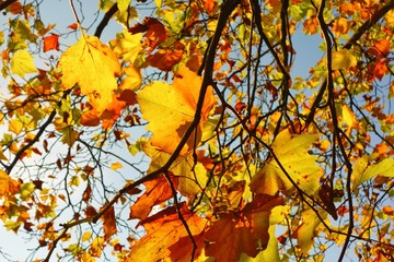 Naklejka na ściany i meble autumn leaves in the wind