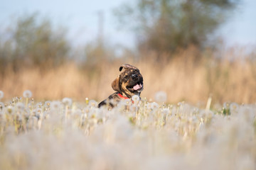 Dog in magic dandelion meadow.