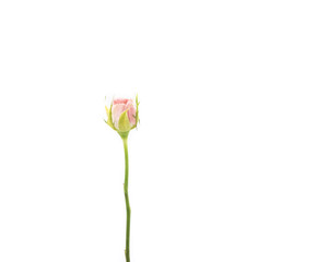 Closeup Pink rose isolated on white background, Valentine and romantic concept.