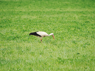 stork wlking at a meadow to look for prey