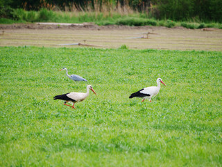 storks and heron in companionship on  a meadow
