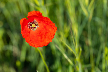 Obraz premium amapola silvestre (Papaver rhoeas L.)