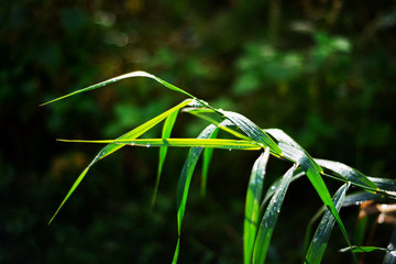 Close-up of a blade of grass with droplets of rain, surrounded by shadows and blurred background; shallow depth of field with selective focus