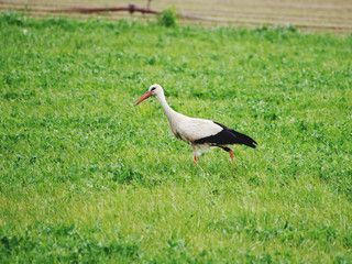white stork walking through grass looking