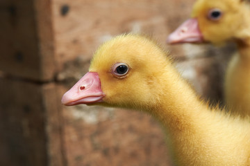 Fototapeta premium Portrait of a small yellow goose. Close up 