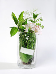 
living plants in a glass beaker