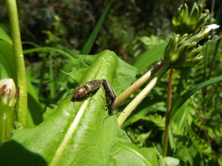 ホソサビキコリ 交尾 bug