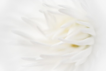 Blurry white flower, Close up petal of white Chrysanthemum flower used for web design and flower background. Soft white abstract flower background.