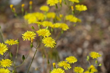 
Yellow bright wildflowers.
Blurred background
Floral images for web design.