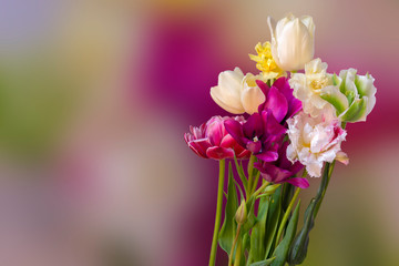 Beautiful colored tulips. The background of colorful flowers with green leaves.