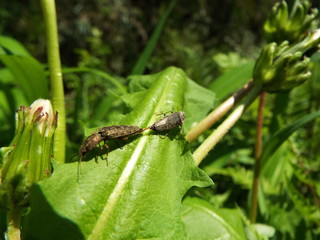 ホソサビキコリ 交尾 bug