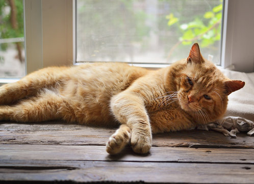 A pet. Red cat lies on a wooden window. A gentle and kind cat loves to relax and sleep on the window. Free space for text. Wood background. Paws of a cat.