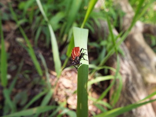 アカハネムシ redwing bug