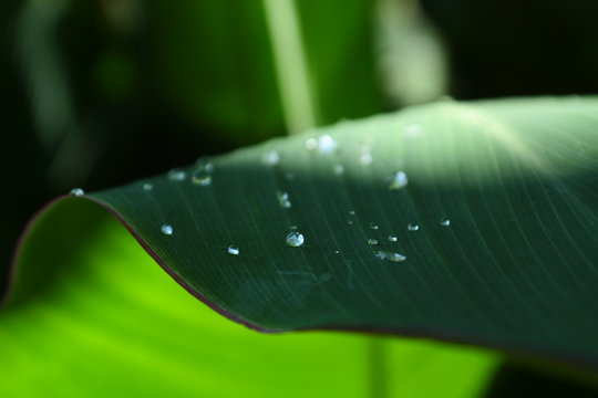 Canna indica leaf after rain