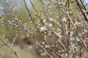 Sparrow