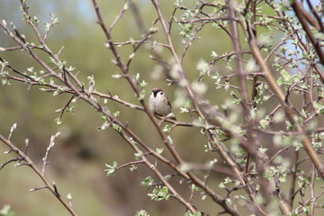 Sparrow