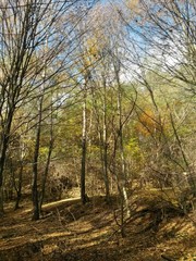 Fototapeta na wymiar golden forest leaves in autumn season on sunny day