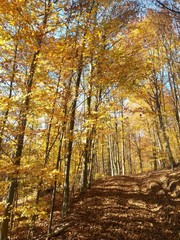 Naklejka na ściany i meble golden forest leaves in autumn season on sunny day
