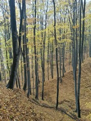 Obraz premium golden forest leaves in autumn season on sunny day