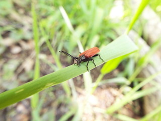 アカハネムシ redwing bug
