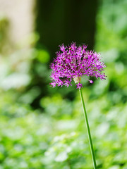 Blossom of ornamental onion against vague green background