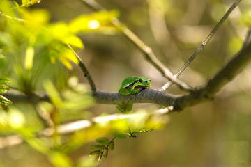 Green tree frog - Hyla arborea - sitting on a branch and surrounded by leaves. Wild photo