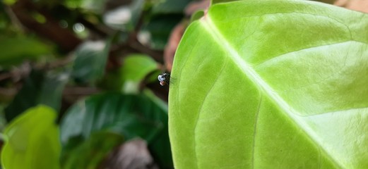 caterpillar on leaf