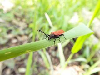 アカハネムシ redwing bug