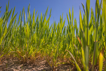 Feld mit jungen Getreidepflanzen und blauem Himmel Feld Getreide Getreidepflanze Korn Gerste Weizen 