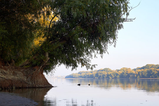 Trees on the banks of the Danube River