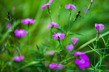 Lilac wildflowers on a background of bright green grass. Natural background. Soft focus.