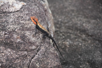 lizard on stone
