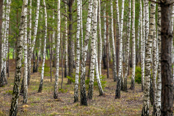 The Dense summer birch grove trees