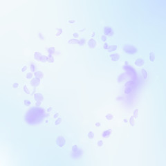 Violet flower petals falling down. Dazzling romant