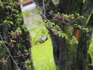 小枝の上で気持ち良さそうに寛ぐセクシーな小鳥