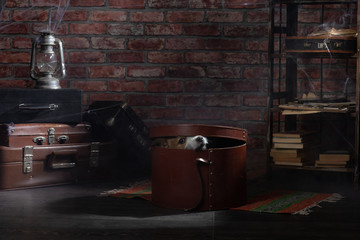 the dog is hiding in the attic. Self-isolation, old, dusty. Pet abandoned. Jack Russell Terrier