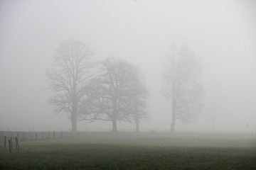 misty morning in the forest