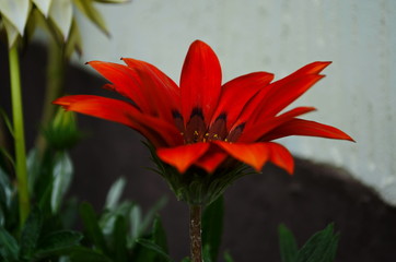Fototapeta premium Orange and white Gazania rigens aka Trailing Gazania flowers