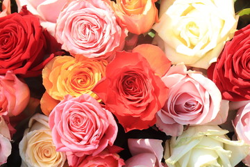 Colorful wedding roses