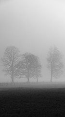 misty morning in the forest