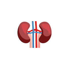 Human kidney illustration. Red, organ, body, human. Medicine concept. illustration can be used for hospital, laboratory, medical colleges and universities, anatomy studying