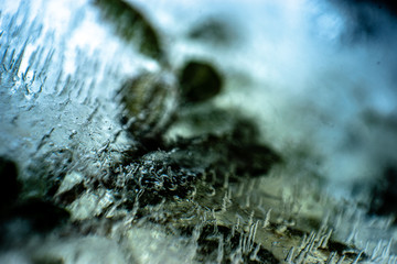 A plant frozen in a block of ice. A live plant trapped in ice. You can see air bubbles. Photo in the studio.