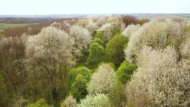 Aerial view of spring forest with blooming white trees in dense woods.