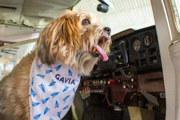 Dog in a Plane