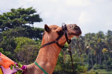 Camel