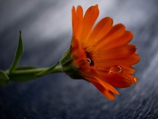 orange flower in water