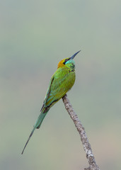 Obraz premium bee eater bird