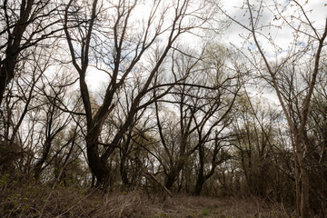Obraz premium dry trees in the forest wide angle